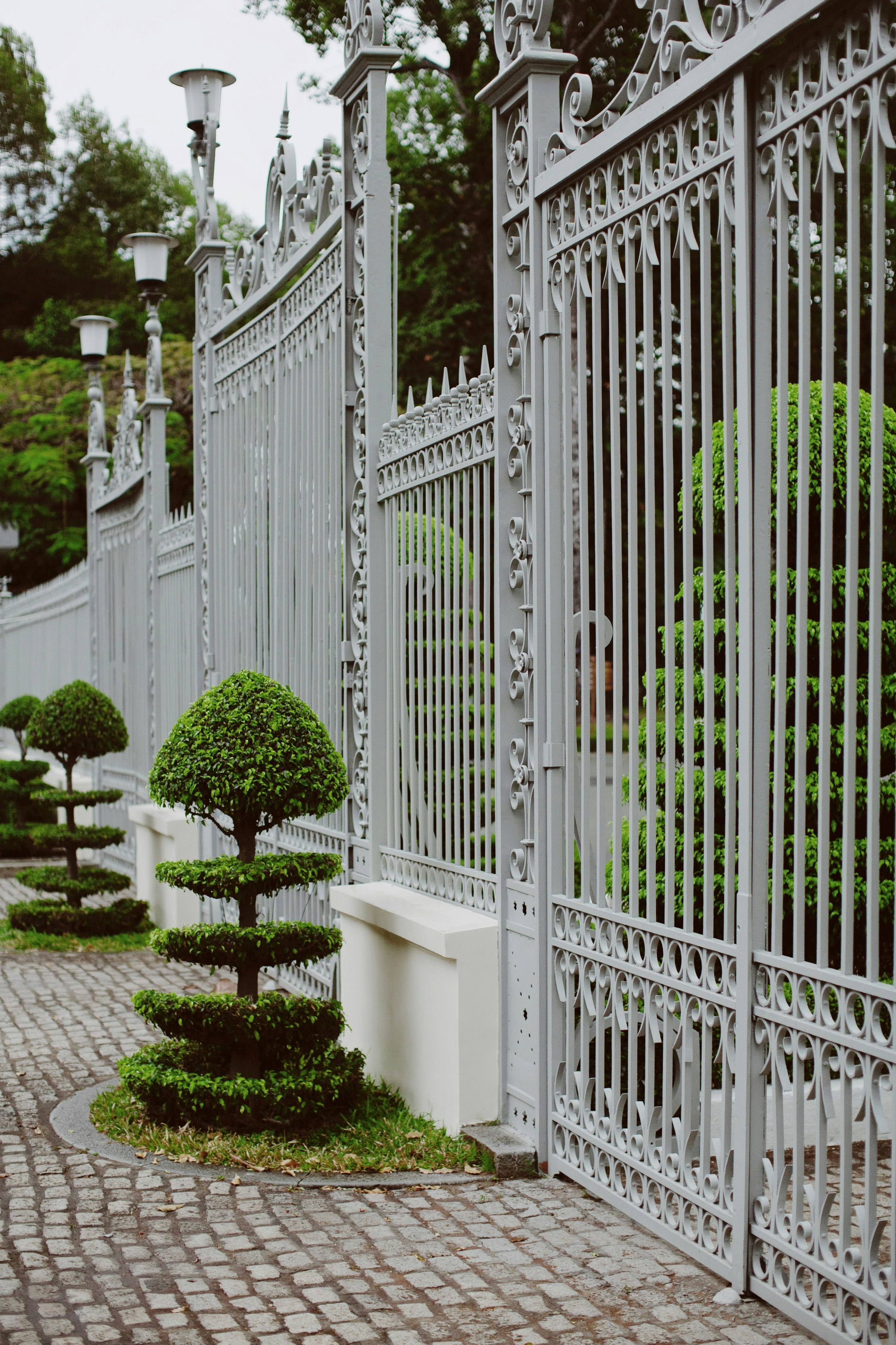 green plants on white concrete fence